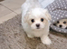 Maltese Mini Puppies