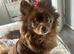 Beautiful stunning chocolate pomchi