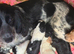 4 beautiful cockapoos left