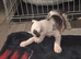 8 weeks old