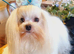 Maltese puppies