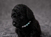 beautiful boy and girl available!
