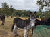 Jenny donkeys infoal