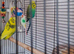 Pair of budgies