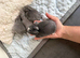 4 mini lop baby’s for sale