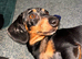 Dapple miniature dachshund female