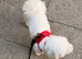 Cute puppy looking to re-home (for someone god experienced)