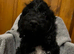 Absolutley gorgeous Cockapoo x puppies vaccinated
