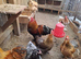 Hatching eggs for sale