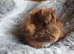 Baby Guinea pigs for sale Ready now