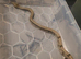 Beautiful boa babies