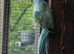 Ringnecks