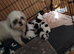 Full pedigree not kc registered lhasa apso pups