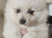 Beautiful Pomeranian puppies for sale ️