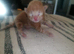 Last ginger girl kitten left