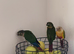 Baby conures - hand readred