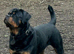 German/Serbian rottweiler puppies