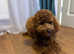 Red toy poodle for stud