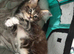 Maine coon x bengal kittens