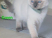 RAGDOLL KITTEN BOY