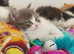 &pound;Negotiable Beautiful cross Ragdoll/Persian kittens