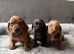 Miniature Dachshund