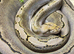 Platinum Bacan motley male reticulated python