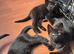 Bengal cross Kittens – Well Socialised & Healthy
