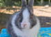 Baby Blue Dutch Split Netherland Dearf Buck - Ready Now