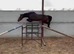 Irish Sports Horse Gelding