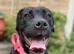Staffy x Mastiff Female