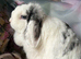 Adults and babies for sale pure bred mini lops