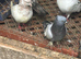 Pigeons