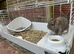 Mini Lop bunny