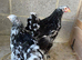 Mottled Brahmas