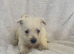 West highland terriers puppy&rsquo;s