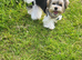 Tiny Biewer terrier puppy
