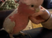 2yr old male Galah cockatoo