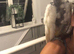 Female cockatoo