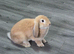 conti x mini lop