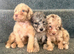 Labradoodle F1B Health clear pups