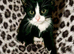 Lovely kitten's