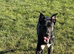 Lurcher
