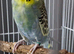 2 female budgies