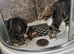 Two 9 month old boy kittens for sale!