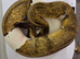 Royal/Ball Pythons for sale