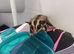 4 male sugar gliders