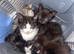 Beautiful kittens ready to leave now