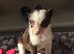 Stunning mixed litter of 8 Border Collies