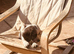 Sprocker puppies
